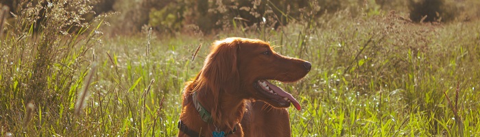 Zilker Park